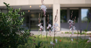 Strauch und Blume, dahinter der Eingang des BfDI